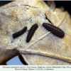 parnassius mnemosyne larva1